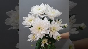 Хризантема кустовая белая