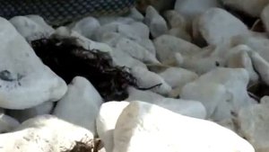 Желтобрюхий полоз!