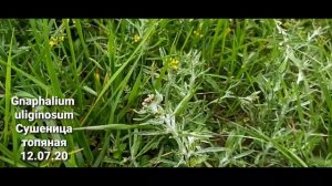 Сушеница топяная. Gnaphalium uliginosum