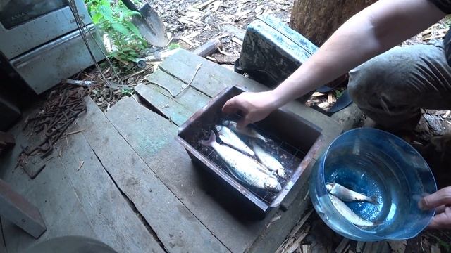Хариус горячего копчения в тайге. Копчение на Ольхе в тайге смотреть онлайн