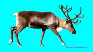 животные и птицы холодных стран . Ответь на вопросы по схемам.