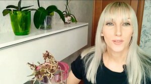 ПЕРЕСАДКА ОРХИДЕИ Multiflora Little Amaglad / Классическая посадка орхидеи в мох, кору, уголь