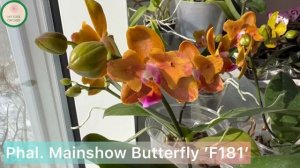 Phal. Mainshow Butterfly ’F181’