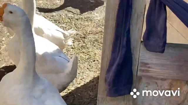 Бросила Гусят и ушла готовить обед/ Как вы думаете что с ними случилось?