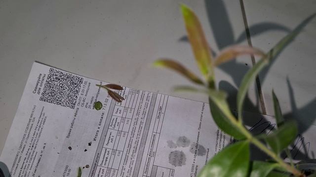 Каллистемон. Обрезка нового цветка