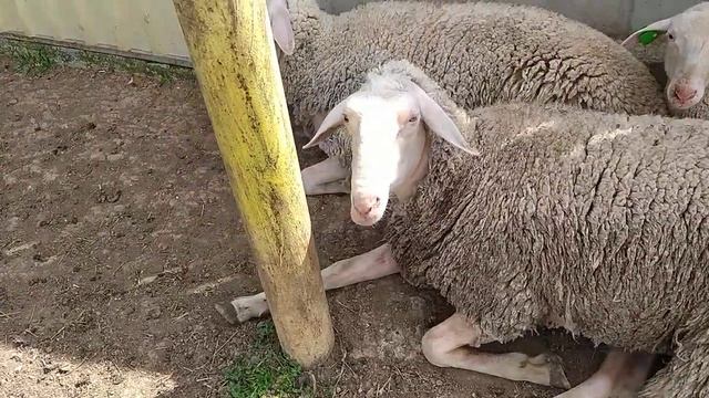 05.05.2021 год,у Овцы F1 Лакон-Цигей роды.#лакон#лакаюн#молочныеовцы#sutlukoy#lacaune#мериноландша смотреть онлайн