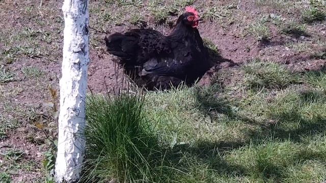 Куры. Квочка . Блохи. смотреть онлайн