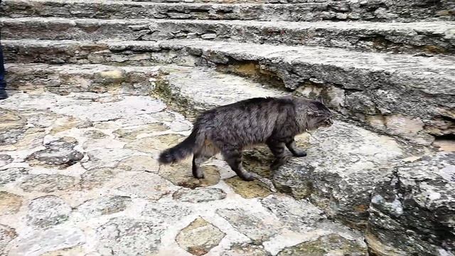 Кошачья разборка в Шатонёф-дю-Пап смотреть онлайн