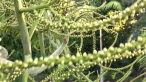 Teddy Bear palm (Dypsis leptocheilos) in pistillate anthesis