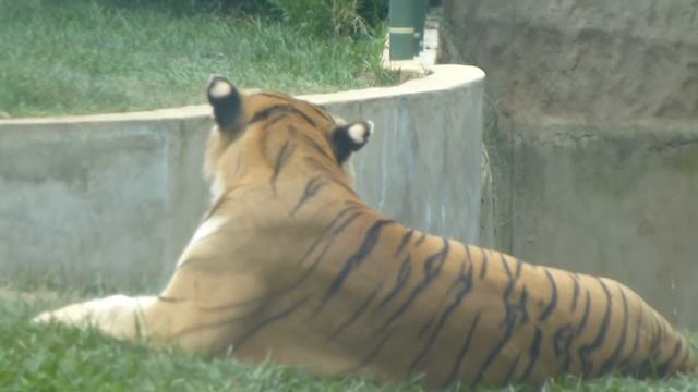 tigre de Bengala real tigre indio Panthera tigris tigris Bengal tiger animal