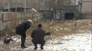 Стаи бродячих собак нападают на детей