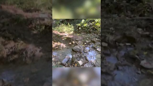 #грибы #лес в #дагомысе. Очень люблю этот район в #сочи. смотреть онлайн