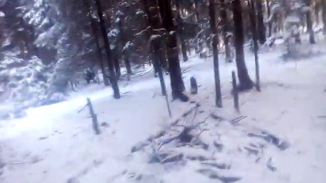 Баварские Горные Гончие 10 месяцев. Ознакомление с кабаном. смотреть онлайн