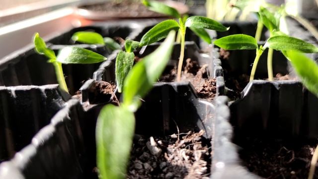 РАССАДА РАСТЁТ ВШИРЬ ОТ ЩЕПОТКИ ЭТОГО