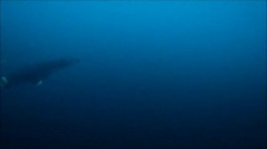 Самые Интересные Видео про Динозавров от канала Реальное-Нереальное за 2022 год