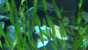 Принцессы Бурунди