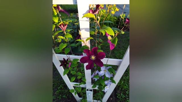 УКРЫТИЕ РОЗ НА ЗИМУ ? Часть 2 / Просто и эффективно / Умывальник/Колеусы смотреть онлайн