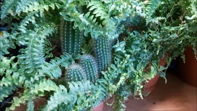 Vlog/весна не долго длилась/соседство комнатных растений смотреть онлайн