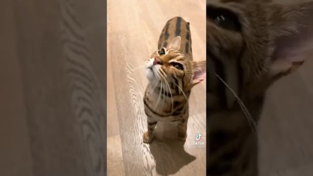 скажи своему парню смотреть онлайн