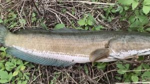 Рыбалка на РИСОВЫХ ПОЛЯХ и КАНАЛАХ. Разнорыбье. 2020/03