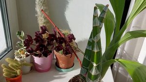 Цветение Fredclarkeara After Dark SVO 'Black Pearl'. Катасетум или орхидея морковка.