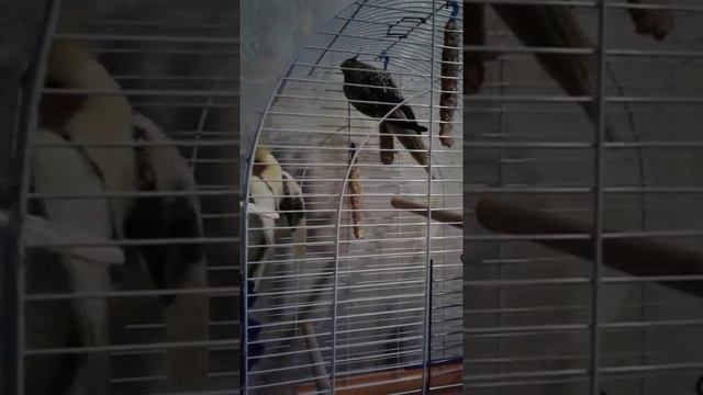 Попугаи Карелла смотреть онлайн