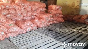 Хранение лука. Как организовать склад
