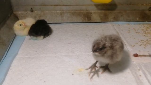 Австролорпы. Пролог. смотреть онлайн