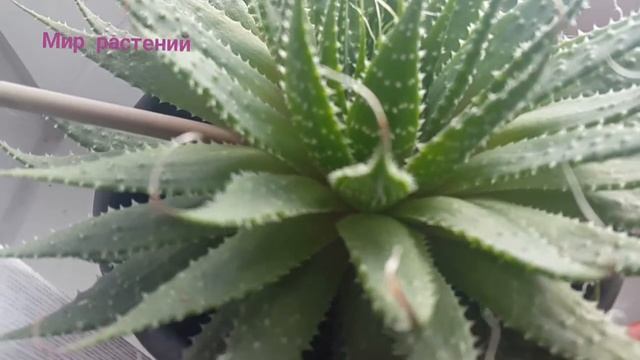 Алоэ Аристата или Алоэ остистое, красивый суккулент! смотреть онлайн