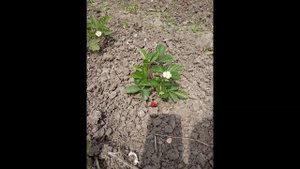 Дом из теплоблока!! Строю своими руками!