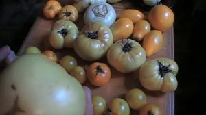 Мои желтые томаты.  Описание сортов.  Сад и огород выпуск 192