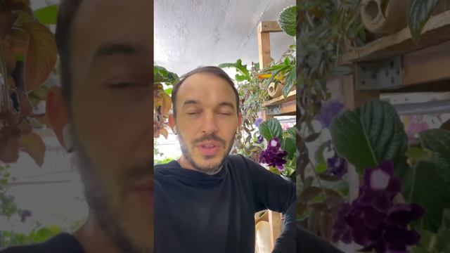 Мошки, грибные комарики, сцириады,- что за вредитель, и вредитель ли? смотреть онлайн