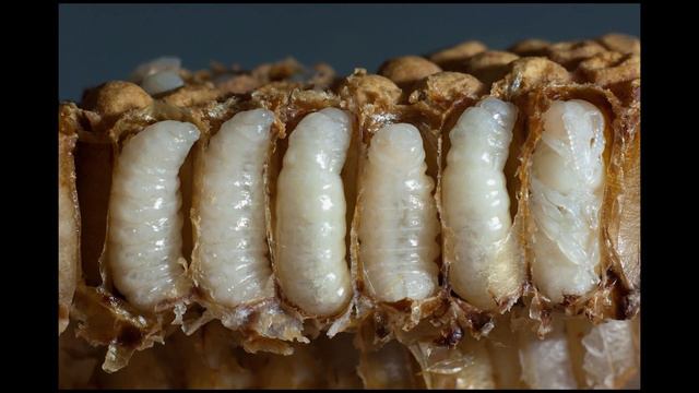 Перепончатокрылые (вообще) смотреть онлайн