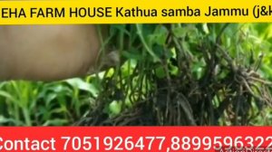 Stevia ki kheti kaise kre Jammu samba Kathua (j&k)