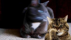 Как понять кота / о чем думают коты / как коты общаются с человеком