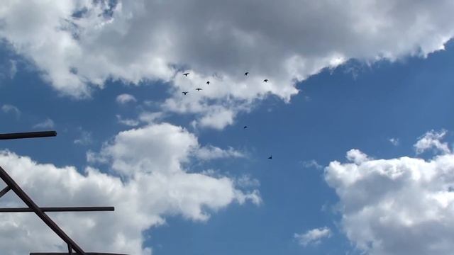 PIGEON. ГОЛУБИ. ПРОФИЛАКТИКА ПЕРОЕДА И ДРУГИХ ПАРАЗИТОВ!!! смотреть онлайн