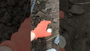 Чем травить капустянку,медведку,муравьев,осмотр химии для нее