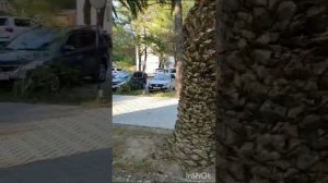 Абхазия Золотые пески 25.06.23