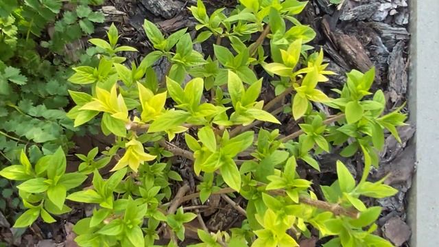 Не могу избавиться от хлороза у метельчатой гортензии, попугайные Тюльпаны смотреть онлайн