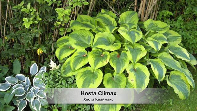 ХОСТЫ ЖЕЛТЫЕ и ЗЕЛЕНЫЕ в разном сочетании. КРАСИВЫЕ СОРТА. Beautiful hosts in landscape design.