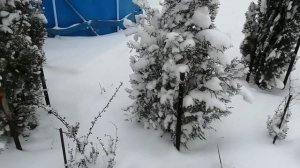 заснеженный ЮГ
