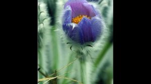 Сон-трава и легенды о ней