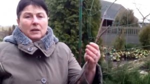 2 способа размножения актинидий