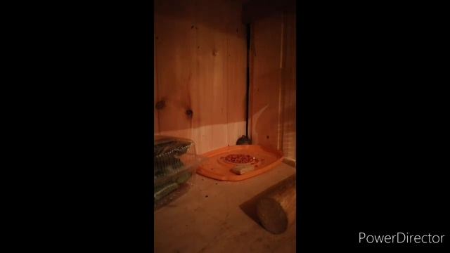 Мышь ест отраву смотреть онлайн