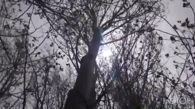 Հերման Հեսսե «Ծառերը» смотреть онлайн