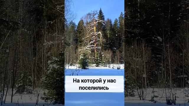 Зимовка диких пчёл в лесу. Бортевое Пчеловодство Башкортостана #bortevik