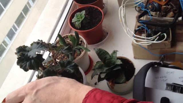 Летучая мышь залетела в офис. Впервые вижу вживую. смотреть онлайн