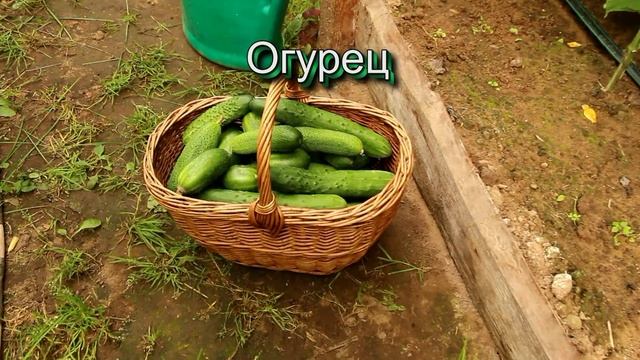 Первая подкормка овощных культур. Когда, чем и зачем