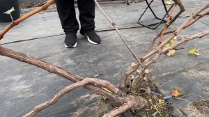 Обрезка Винограда Дубовский Розовый ?