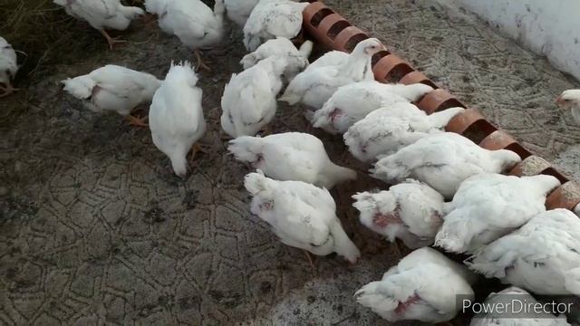 Как живут и питаются месячные бройлерные цыплята в домашних условиях. смотреть онлайн